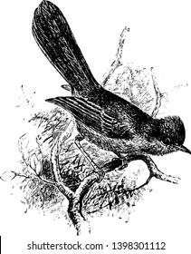 Dartford Warbler is a typical warbler from the warmer parts of western Europe vintage line drawing or engraving illustration.