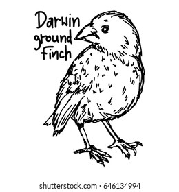 darwin ground finch - vector illustration sketch hand drawn with black lines, isolated on white background