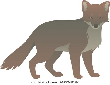 Darwins fox vector illustration. Endangered animal standing side view. Wild mammal isolated on white background. Carnivorous canid color graphics.