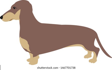 Daschund Dog Broun Vector Illustrarion Pet Lover