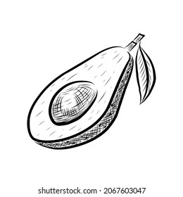 A dashed drawing of an avocado fruit on a white background. Vector illustration