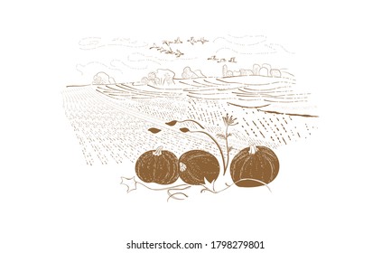 A dashed monochrome drawing of a pumpkin crop, a rural autumn landscape, fields, and flying birds. Illustration in the style of a retro sketch on a white background.