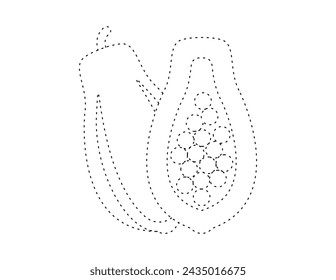 dashed papaya outline for coloring book template, papaya for kids illustration worksheet printable