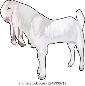 A dashing male etawa goat vector