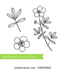 Dasiphora fruticosa - Siberian herbs. Handdrawn Illustration - Health and Nature Set