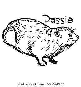  Dassie or Rock Hyrax - vector illustration sketch hand drawn with black lines, isolated on white background