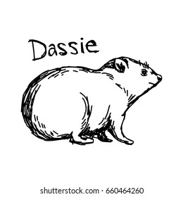 Dassie - vector illustration sketch hand drawn with black lines, isolated on white background