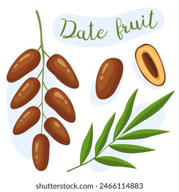 Fruta dátil. El fruto de la palmera datilera. Un montón de dátiles, una fecha, media fruta con una semilla, una hoja de palma. Ilustración vectorial.