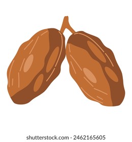 Date fruit vector illustration, two dried dates fruit isolated on white background