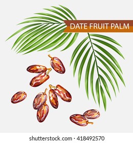 Date Fruits vector illustration. Palm Tree Leaves. Ramadan food, Muslim symbol, Arabic plant.