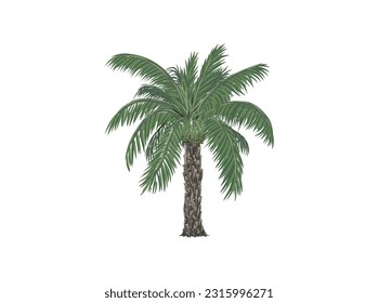 palmera de dátiles. ilustración vectorial de árbol de fecha aislada en blanco