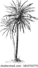 Palmita de fecha, del diccionario de palabras y cosas, 1888.