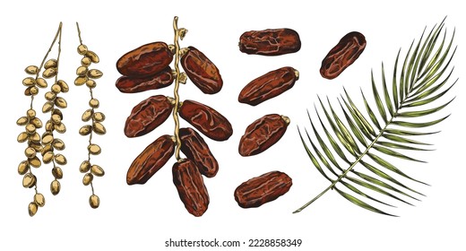 Date palm elements collection with fruits and leaves, hand drawn sketch style vector illustration isolated on white background. Date palm leaves and sweet berries.