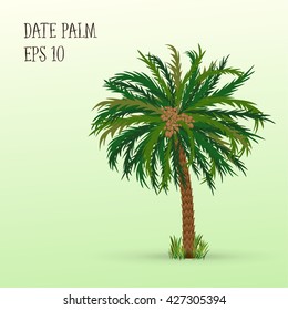 Date palm with fruits