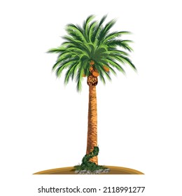 Date palm illustration in the desert