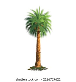 Date palm illustration in the desert- vector