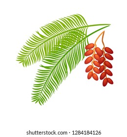 Date palm isolated leaf. Dates branch. Tropical exotic fruits and plants. Iftar food.1
