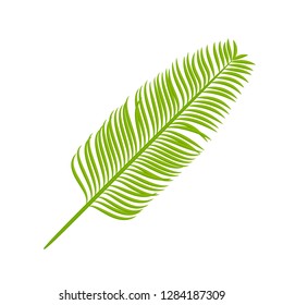 Date palm isolated leaves. Tropical, exotic plants. Great for brush making.1
