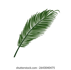 Date palm leaf, tropical frond, long feathered foliage. Exotic jungle greenery, green paradise plant. Fresh leaves, botanical design element. Flat vector illustration isolated on white background