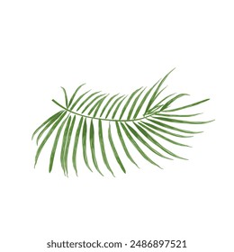 date palm leaf, tropical leaf illustration	