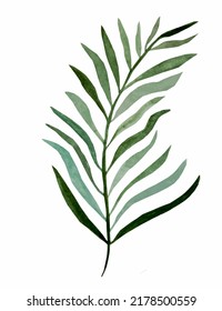 Date palm leaf, watercolor illustration on a white background