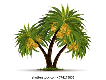 date palm on white background