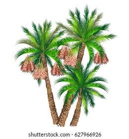 Date palm (Phoenix dactylifera). Hand drawn vector illustration of palm trees with fruits on white background.