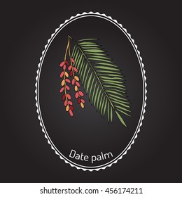 Date palm (Phoenix dactylifera), leaf and fruits. Hand drawn botanical vector illustration