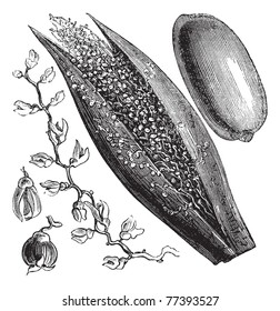 Date Palm or Phoenix dactylifera, vintage engraving. Old engraved illustration of a Date Palm inforescence (left and center) and palm fruit (right).