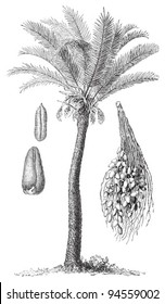 Date palm (Phoenix dactylifera) / vintage illustration from Meyers Konversations-Lexikon 1897
