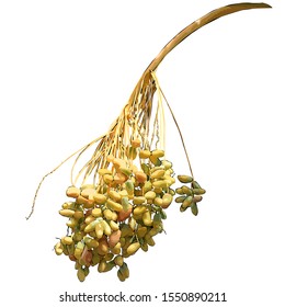 Date palm (Phoenix L.), fruit branch with fruit, color vector image on white background