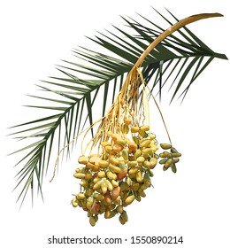 Date palm (Phoenix L.), leaf and fruit branch with fruit, colored vector image on white background