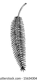 Date palm (Phoenix) leaf vector illustration. Hand drawn tropical tree leaves on white background. Exotic plant botanical elements. Date palm tree sketch. Staple food.