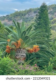 Date palm and ripe fruits in green nature