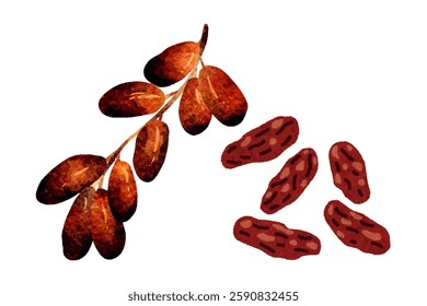 Date palm seamless border, hand drawn sketch vector illustration on white background. Delicious sweet date fruits growing on branch and palm tree branches. Clip art dried red Fresh and dried dates ban
