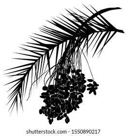 Date palm silhouette (Phoenix L.), leaf and fruit branch with fruit, black vector image on white background