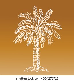 Date Palm Tree. 