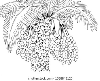 Date palm tree with branches. Graphic black white sketch illustration vector