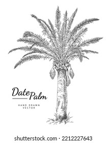 Date palm tree, hand drawn vector illustration in sketch style, isolated on white background. Monochrome exotic plant with edible sweet fruits. Retro drawing with engraving texture.