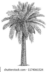 Date palm tree illustration, drawing, engraving, ink, line art, vector