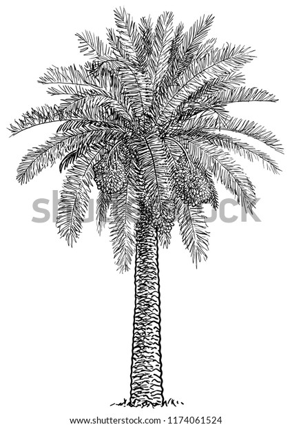 Vektor Stok Date Palm Tree Illustration Drawing Engraving (Tanpa