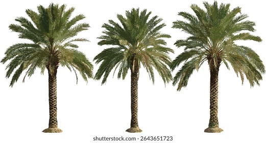 Date palm tree Phoenix dactylifera isolated vector illustration, tropical desert plant, palm leaves, arid zone flora, botanical clipart, nature tree silhouette.