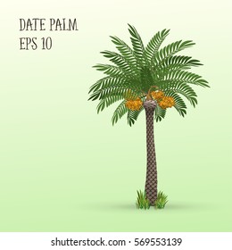Date palm tree with ripe fruits dates. Vector illustration
