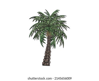 date palm tree vector hand drawn. palm isolated on white