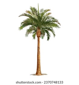 date palm tree - vector stock