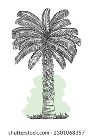 Date Palm Tree(Arecaceae) Black and white line art transparent isolated on white background in vector illustration