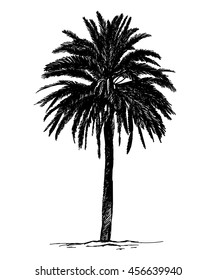 Date palm. Vector freehand drawing in vintage style .