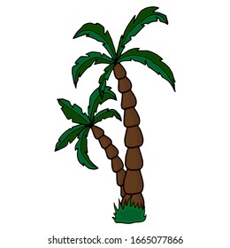 Date palm. Vector hand drawn palm trees, sketch. Hand drawn illustration.