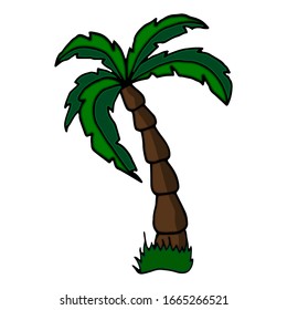 Palma de dátiles. Palmeras dibujadas a mano vectorial, boceto. Ilustración dibujada a mano.