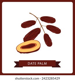 Date Palm whole and sliced vector illustration isolated on white background.